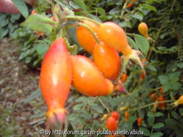Rosa sweginzowii Macrocarpa Butten
