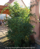 GdF 1-11-11.JPG