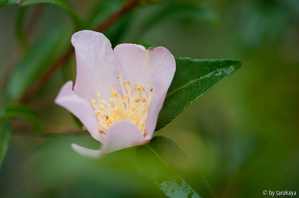 maidens blush 11/11