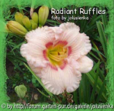 radiant ruffles-hemerocallis