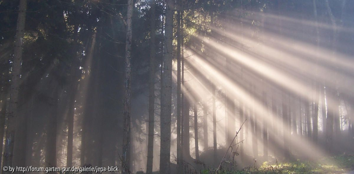 Lichtstrahlen im Wald