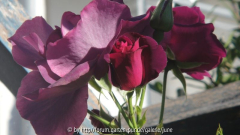 Rib Herbst 2011,01