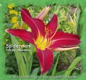 taglilie-SPIDERMAN-hemerocallis