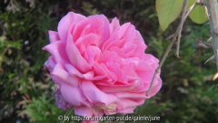 Gertrude Jekyll erbst2011