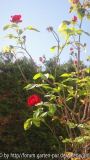 L.D. Braithwite Herbstbild