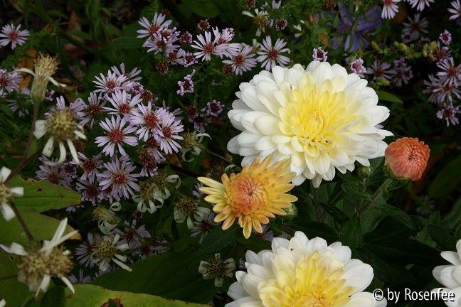 unbekannte standfeste Chrysantheme