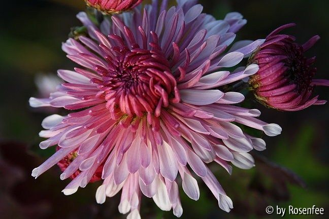 Nebelrose
