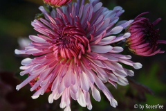 Nebelrose