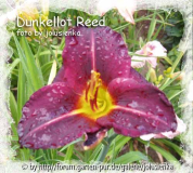dunkellot reed-hemerocallis-foto by jolusienka