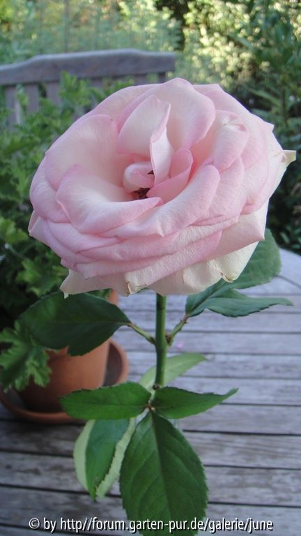 Schnittrose
