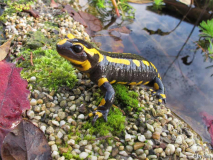 Feuersalamander November 2011