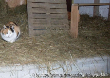 Neues Huhn im Stall