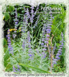 perovskia-staude-blau
