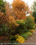Enkianthus im Rhodotal