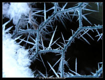 Eiskristalle Januar 2006