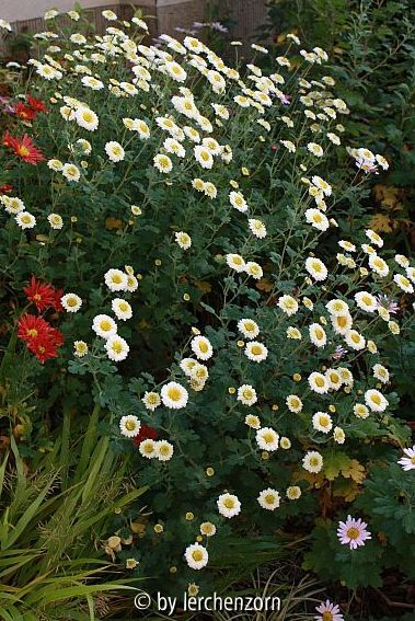 Winteraster (Dendranthema Hybr.)