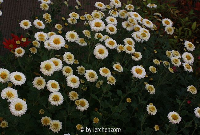 Winteraster (Dendranthema Hybr.)