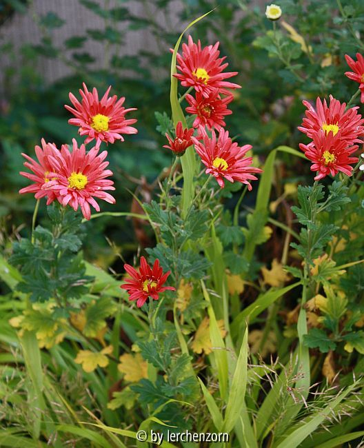 Winteraster (Dendranthema Hybr.)