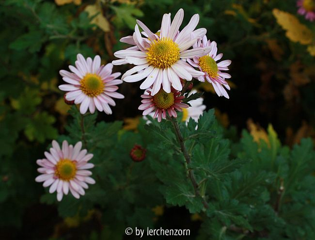 Winteraster (Dendranthema Hybr.)