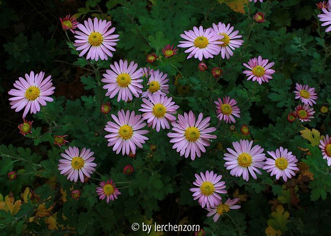 Winteraster (Dendranthema Hybr.)