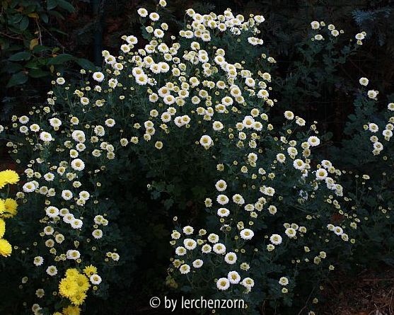 Winteraster (Dendranthema Hybr.)