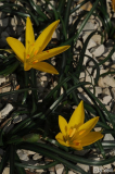 Sternbergia sicula 20111104.jpg