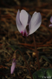 Cyclamen mirabile 20111105 (2).jpg