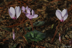 Cyclamen mirabile 20111105 (1).jpg