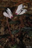 Cyclamen cyprium 20111105 (2).jpg