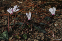 Cyclamen cyprium 20111105.jpg