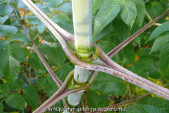 Dahlia imperialis Blattansatz