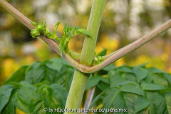 Dahlia imperialis Achselknospen