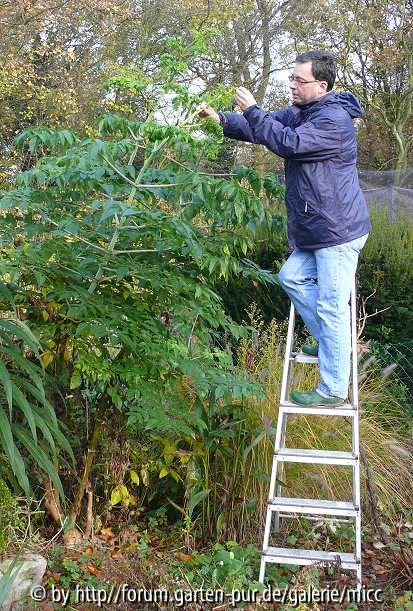 micc an Dahlia imperialis
