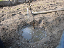 Päonienbeet 20111106_09.jpg