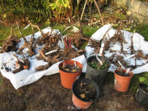 Päonienbeet 20111106_03.jpg