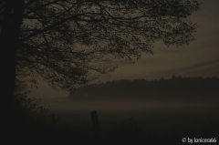 nebel