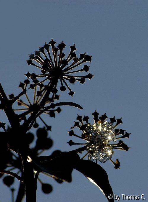 Winter-Efeu 1