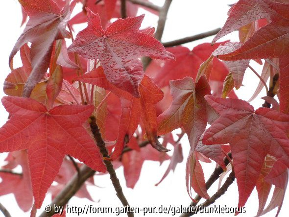 Liquidambar styraciflua 1