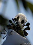Winter-Efeu 2