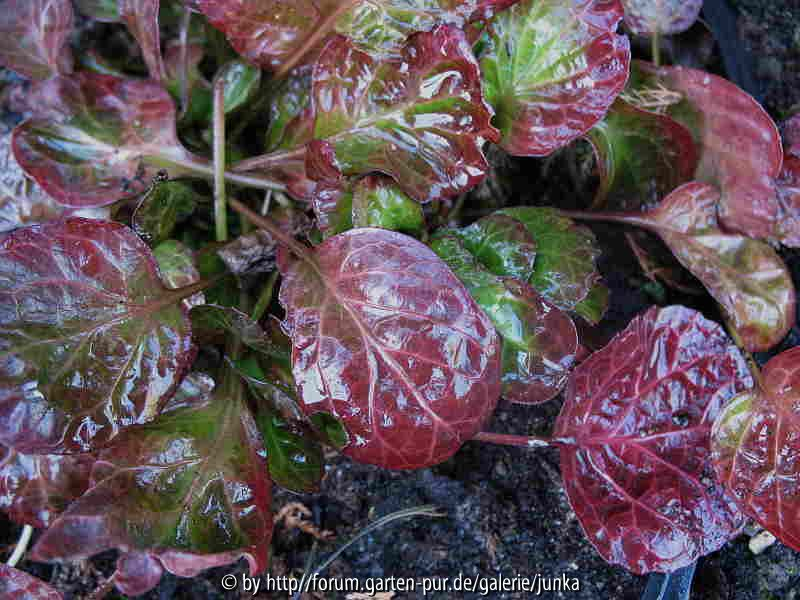 Shortia x intertexa   Herbstfärbung