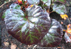 Shortia soldanelloides var_ ilicifolia     Herbstfärbung