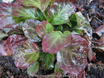    Shortia galacifolia      Herbstfärbung