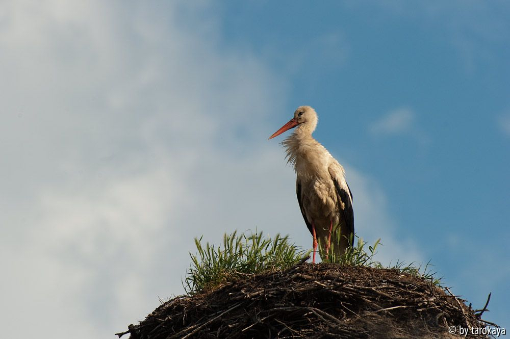 storch im morgenlicht