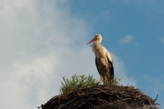 storch im morgenlicht
