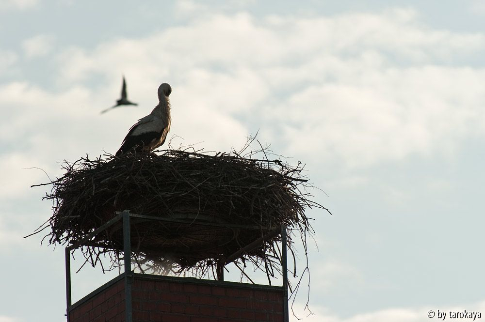 heimkehr