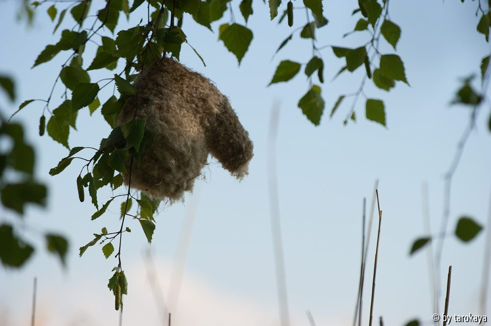 nest in schilflandschaft