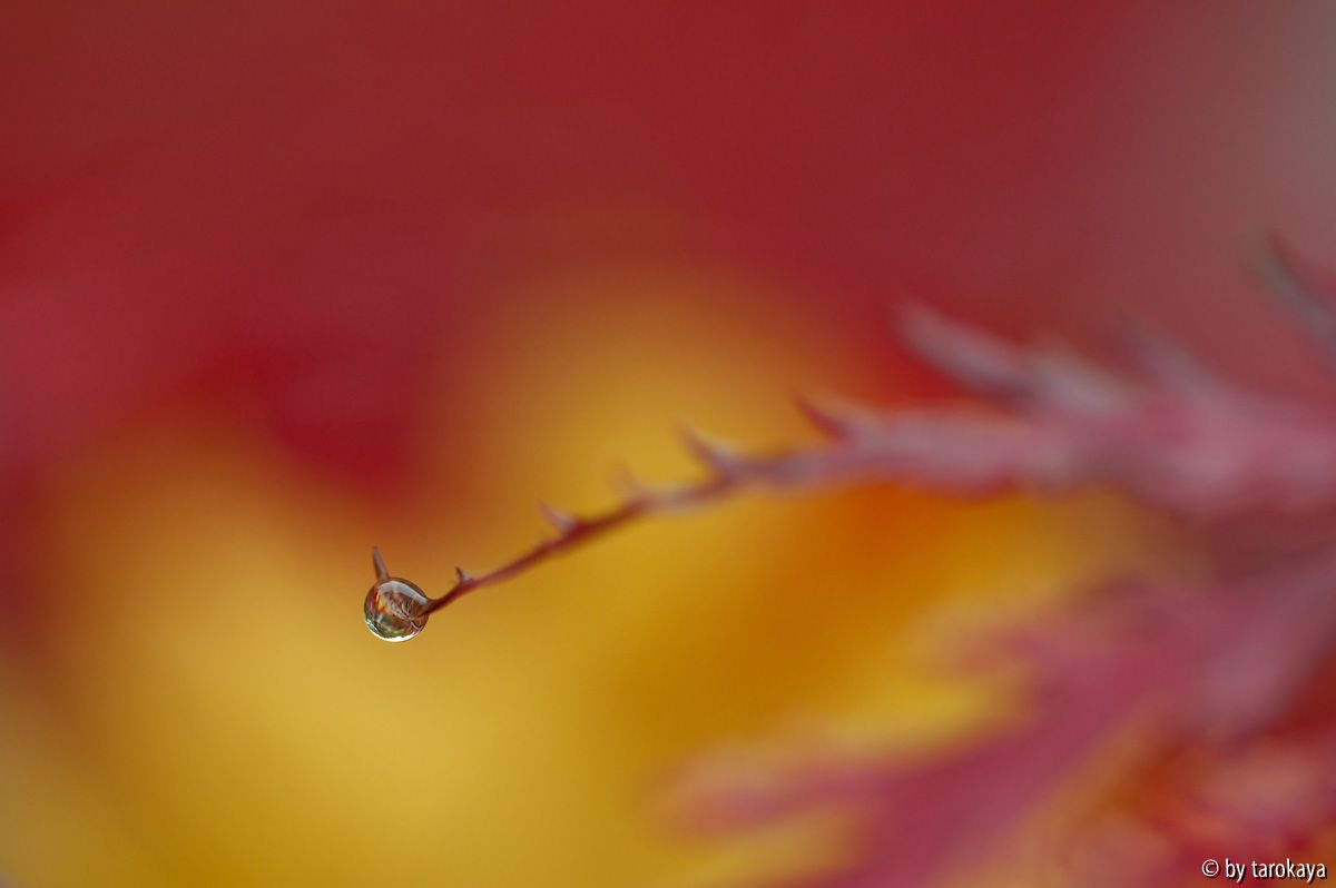 herbsttropfen
