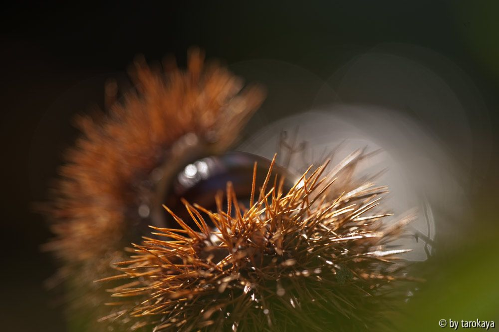 herbstigel