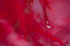 herbsttraum