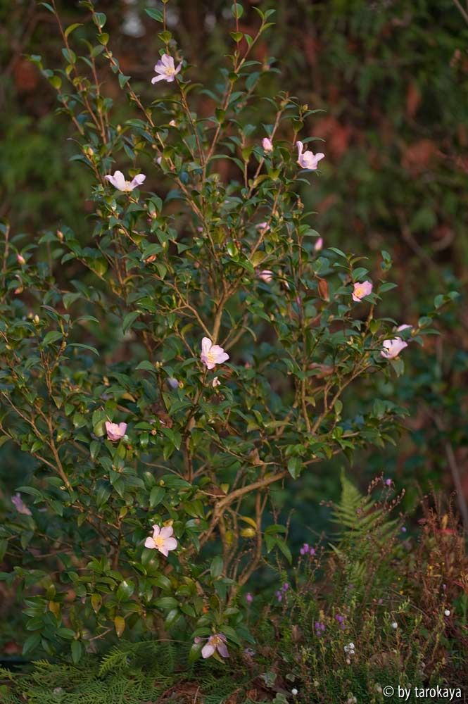 maidens blush ganz11/11